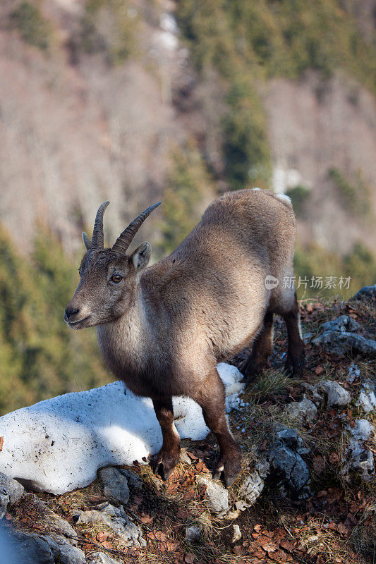 瑞士Creux du Van山区的野生绵羊
